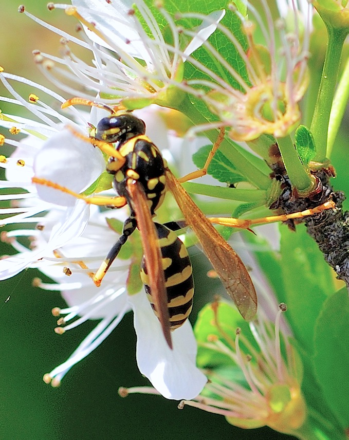 Polistes cf dominula ?